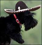 Barney in sombrero