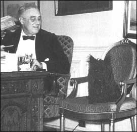 Fala sits in chair next to FDR at desk